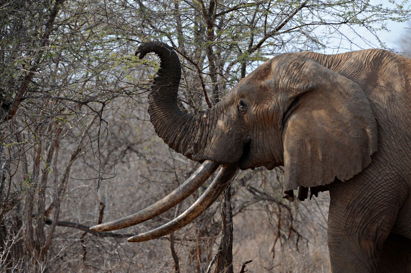 Aafrika kaitsevad siplegad puid elevantide eest