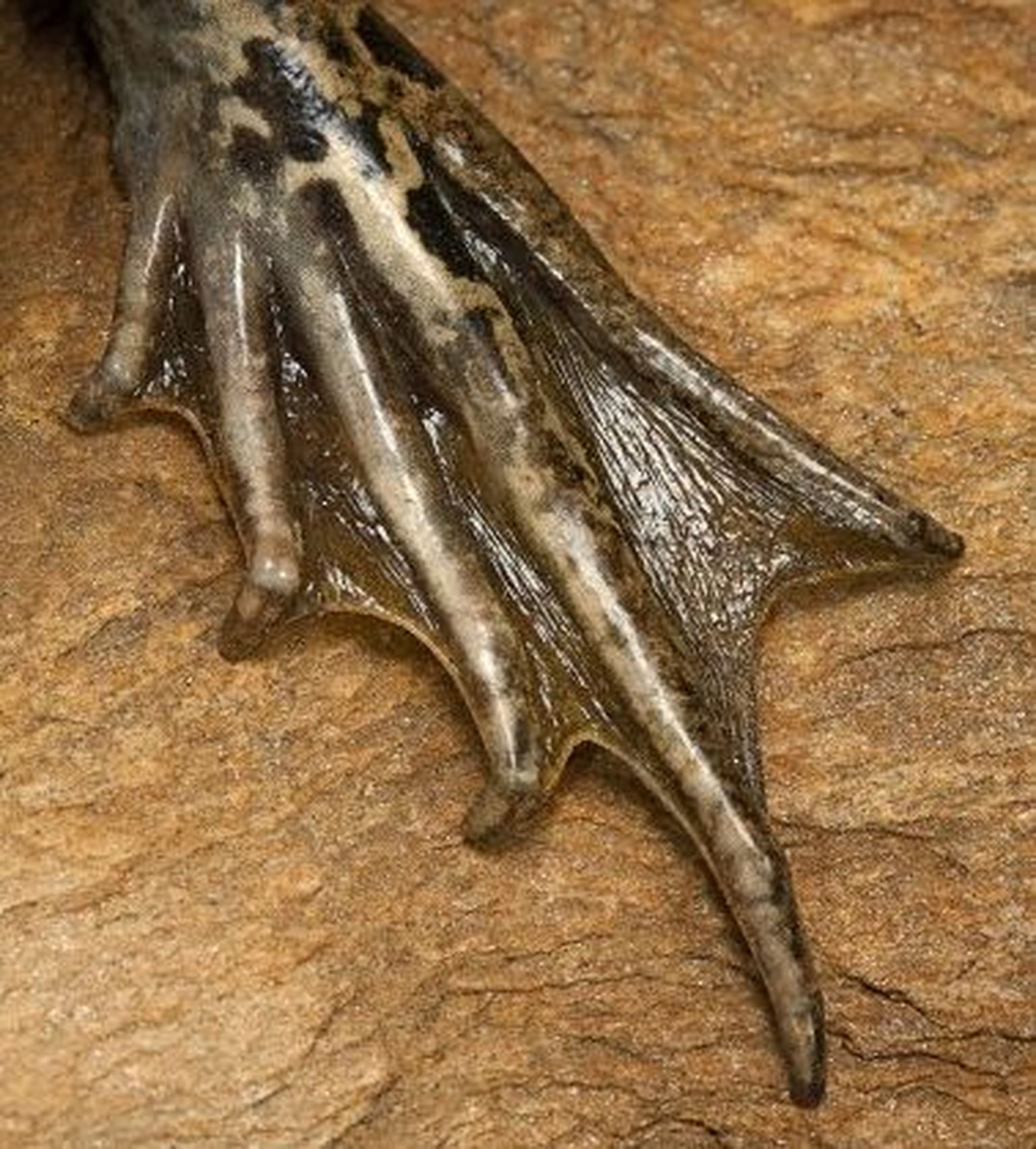 Ujunahaga jäse