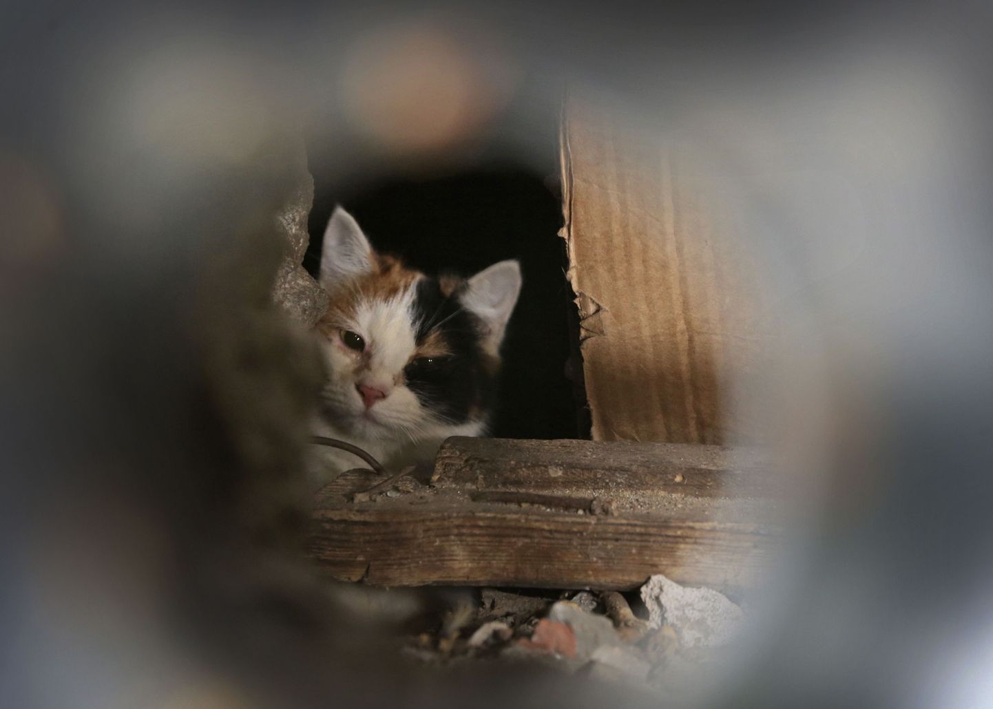 Täna tehtud fotol on näha kodutut kassi, kes on keldrisse suletud. Raudplaat keldri akna ees takistab loomal välja pääsemast.