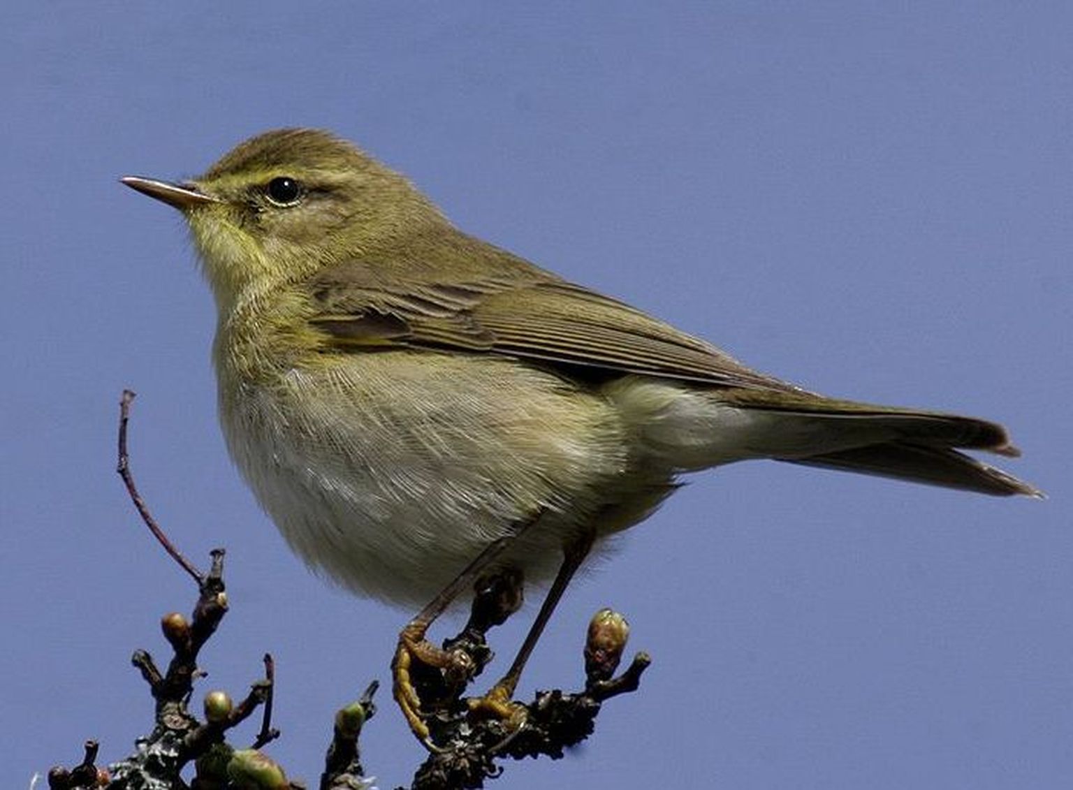 Phylloscopus ricketti