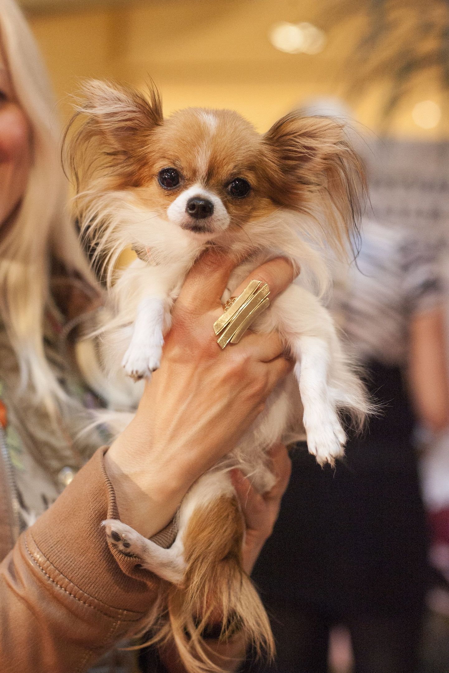 Chihuahua on Eestis üks levinuim koeratõug
