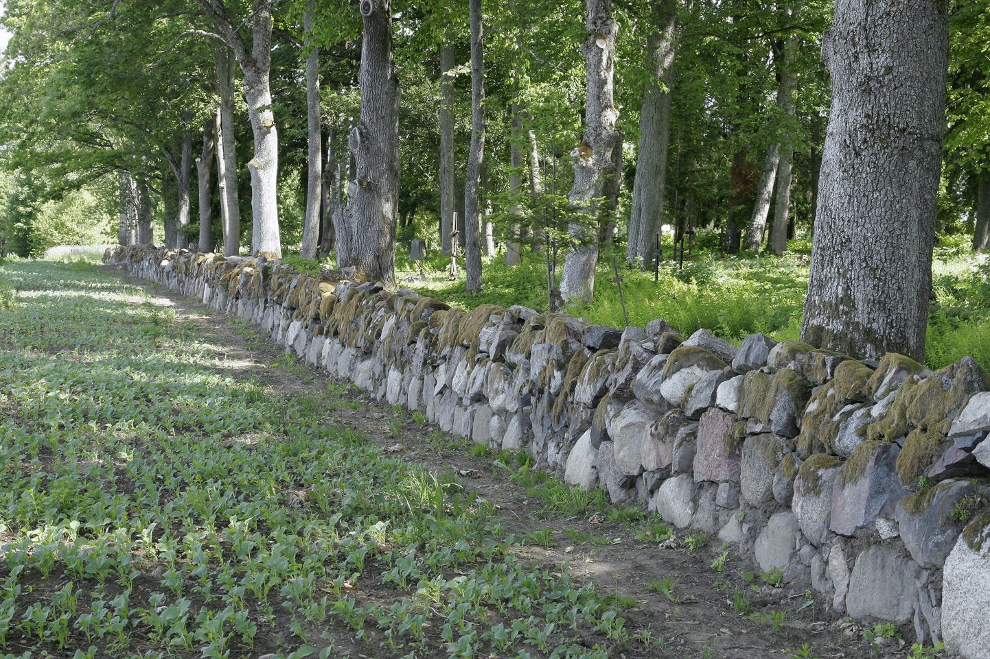 Tänavuse "Kauni Eesti kodu " võistluse Viljandimaa voorus tunnistati ühiskondlike objektide hulgas võitjaks Halliste kalmistu, mille ümber on kaunis kiviaed.