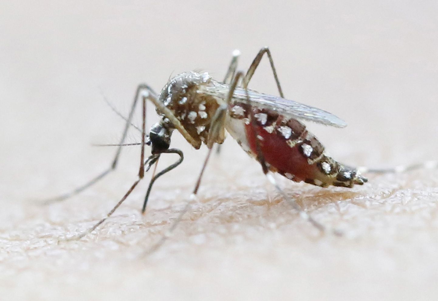 Ohtlik viirus Zika on hakkanud levima ka Euroopas.