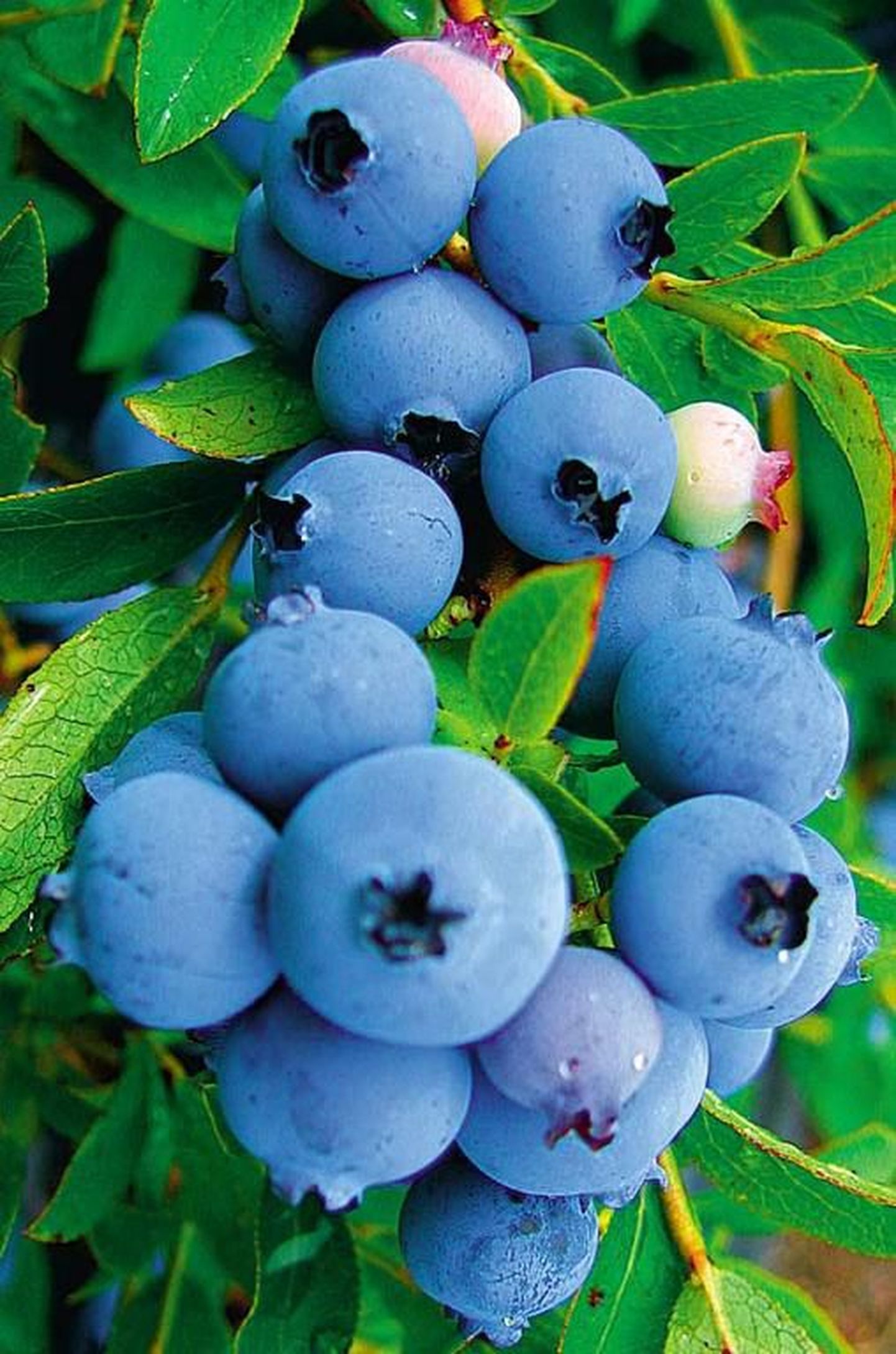 Põllumajandusülikooli mustikauurijate hinnangul oleks Eestis kasvatatud viinamarjasuuruste põllumustikate järele nõudlust üle kogu maailma.