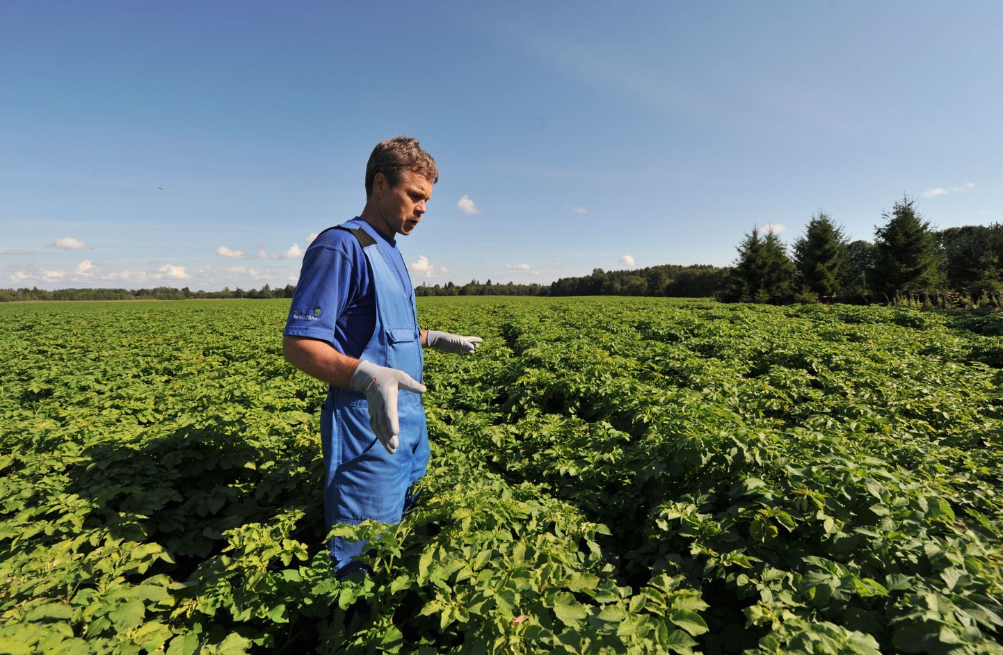 Eestis on Lõune-Euroopa riikidega võrreldes vähem ettevõtjaid, kuna siin on vähem väiketootjatest põllumehi. Pildil Oja-Andrese talu peremees Peeter Rostin oma kartulipõllul.