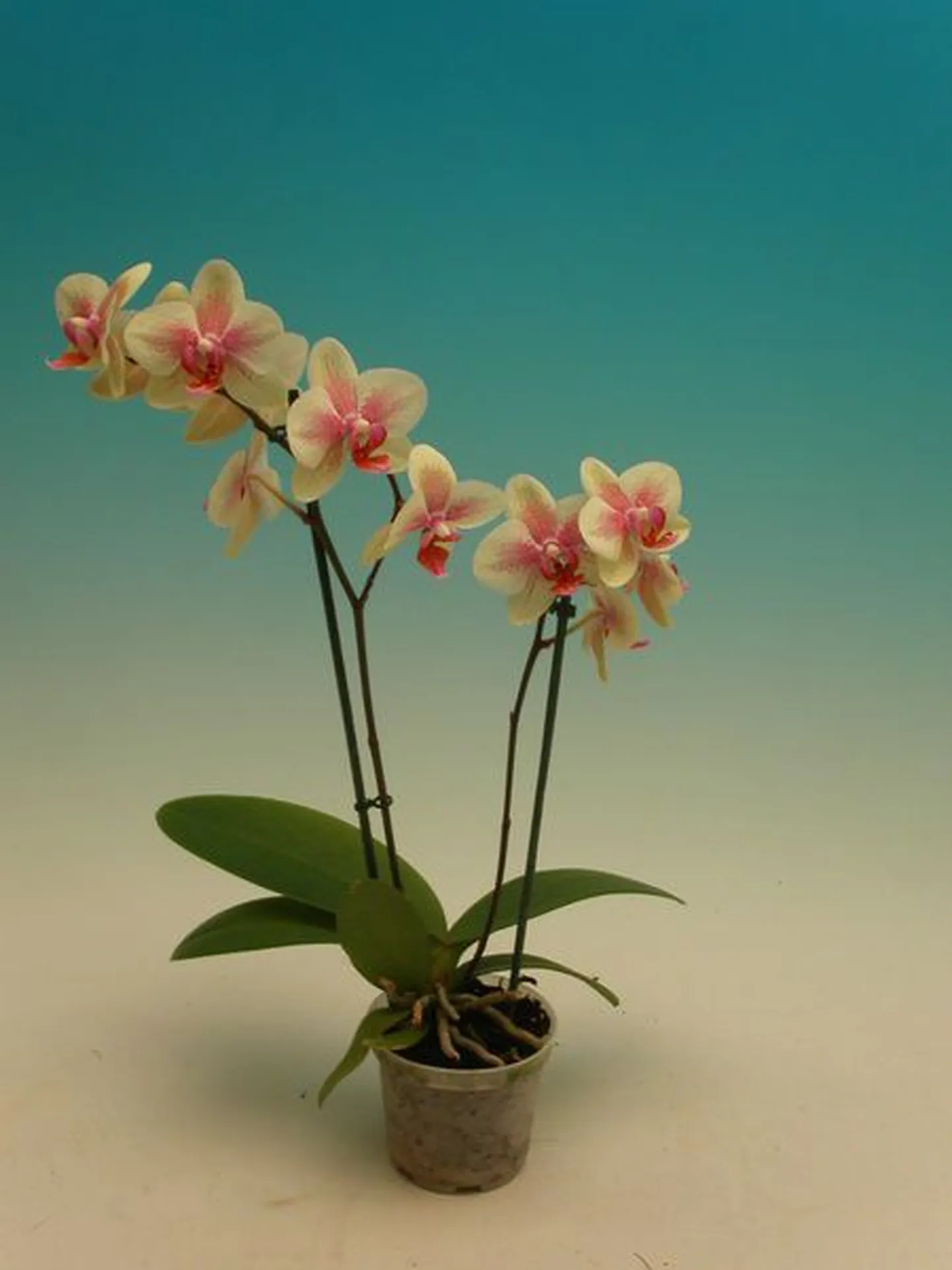 Orhideed võivad pakkuda oma kasvatajale õiteilu mitu kuud järjest.