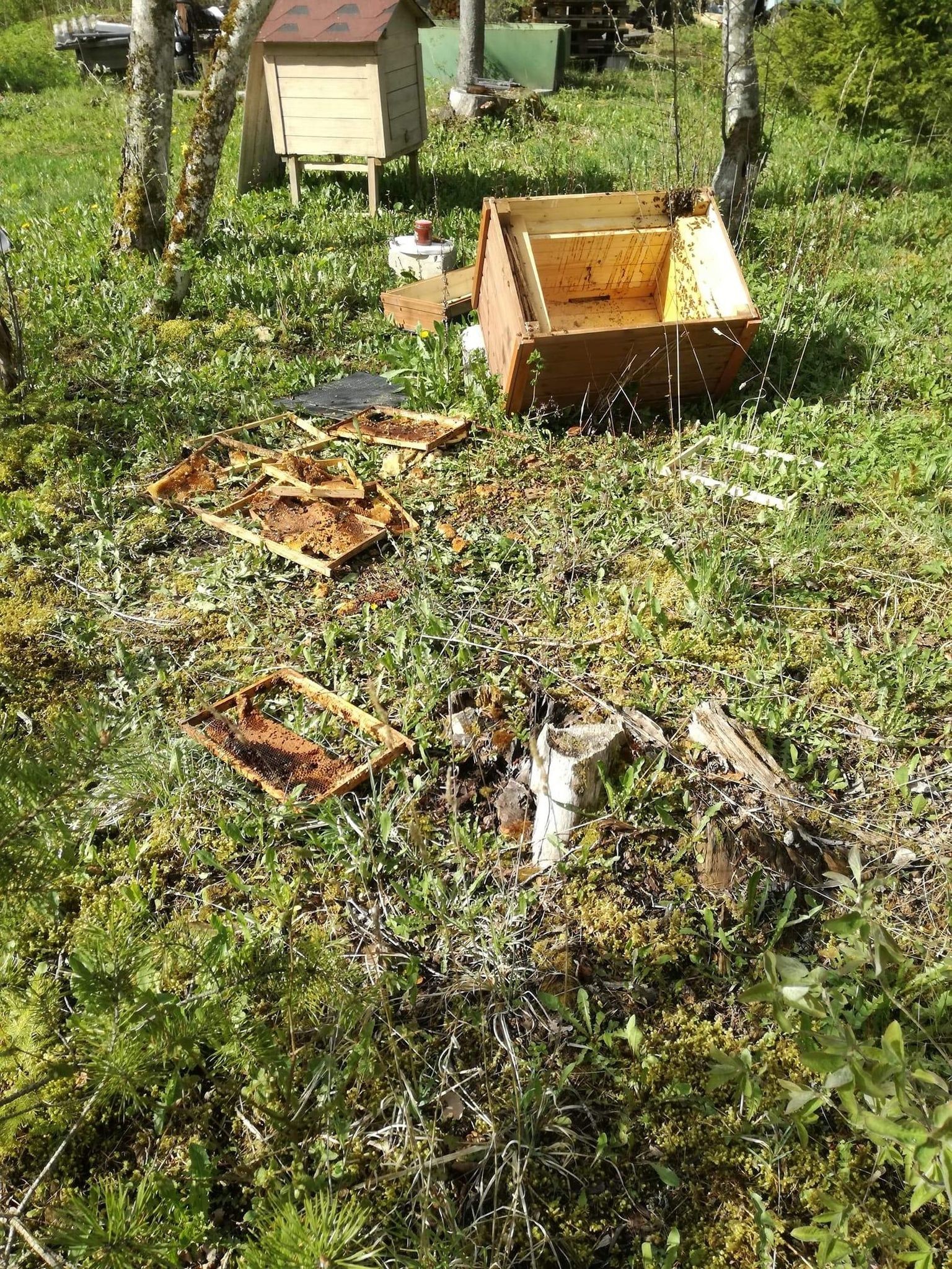 Pruuni ja karvase öise külalise teo tagajärg: lõhutud mesitaru Savalduma külas.
