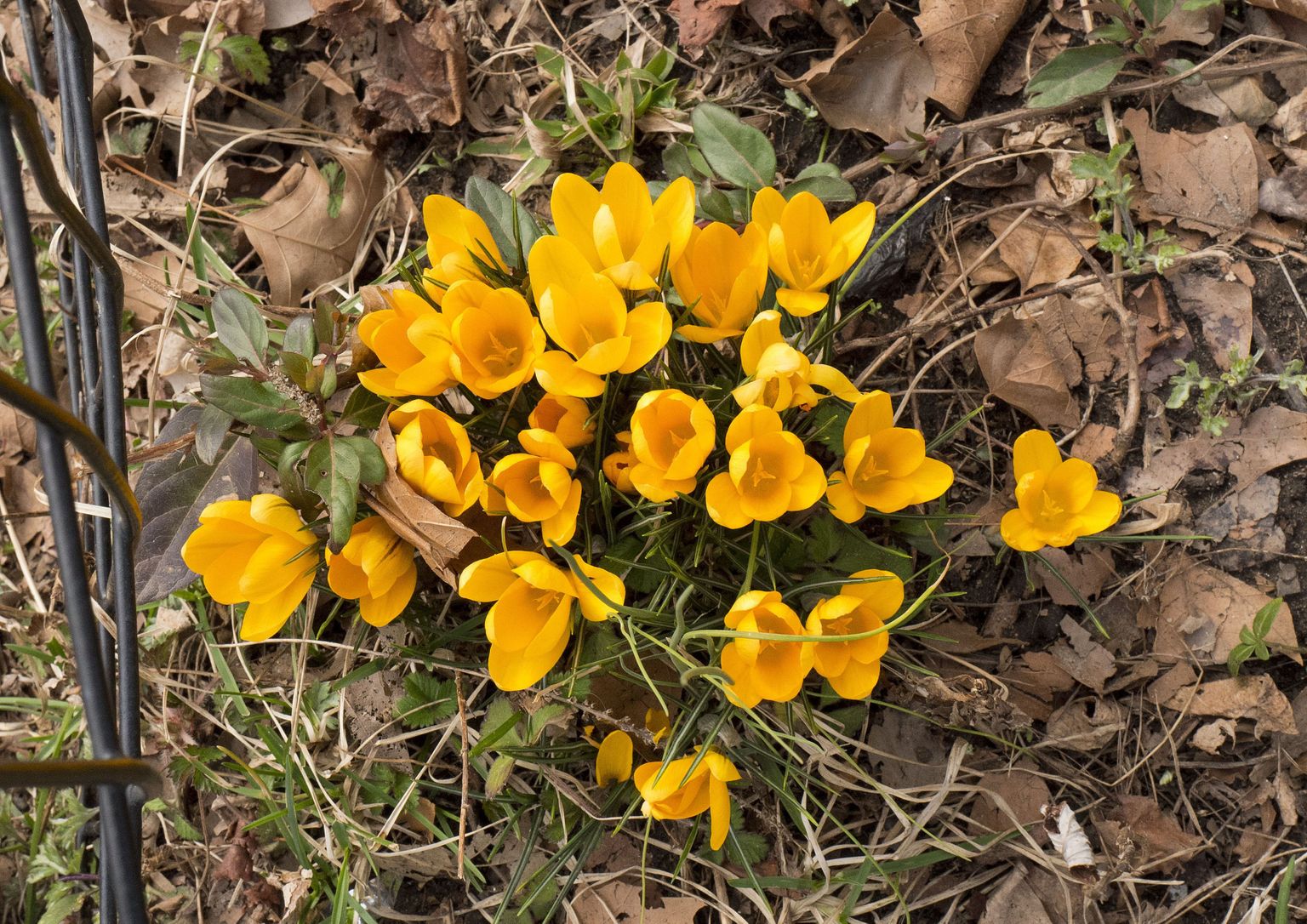 Желтые цветы в лесу ранней весной