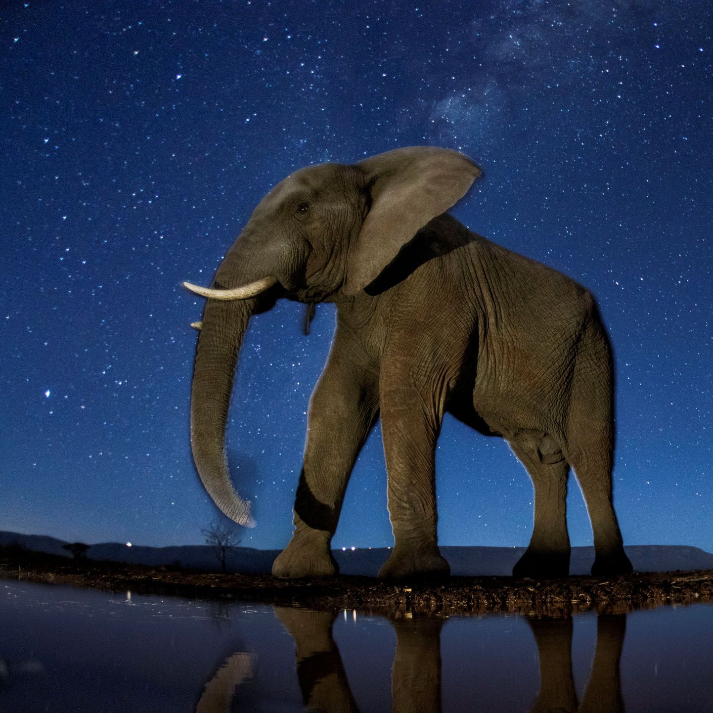 Sel nädalal avalikustati aasta parimad pressifotod ja fotograaf Bence Mate'i pilt Aafrika elevandist tähistaeva all oli üks neist.