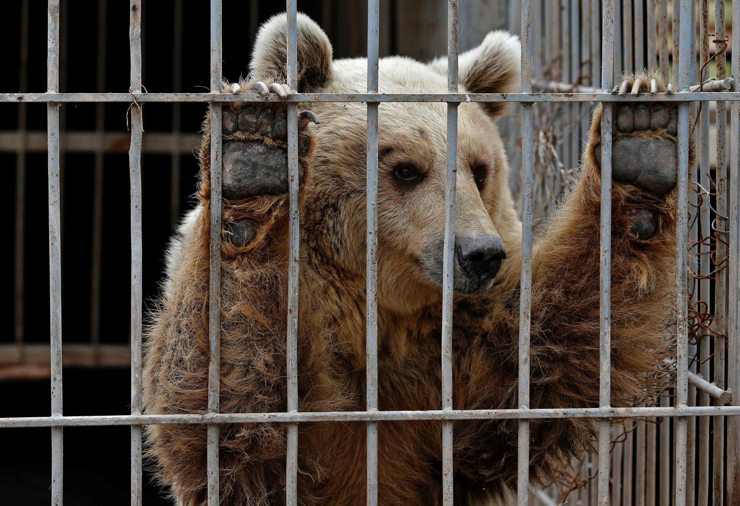 Hüljatud karu Lula 28. märtsil Muntazah al-Nouri loomaaias.