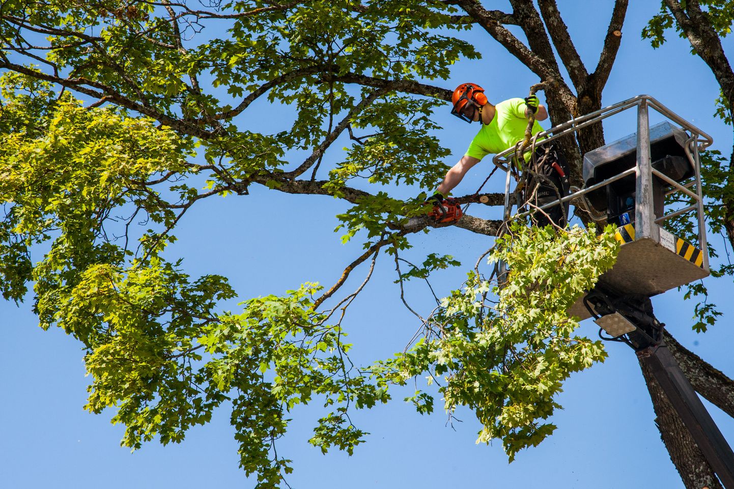 Vallikäärus võeti hooldusraie käigus maha üheksa ohtlikku puud, järgmisena asub linnavalitsus korrastama Rannaparki.