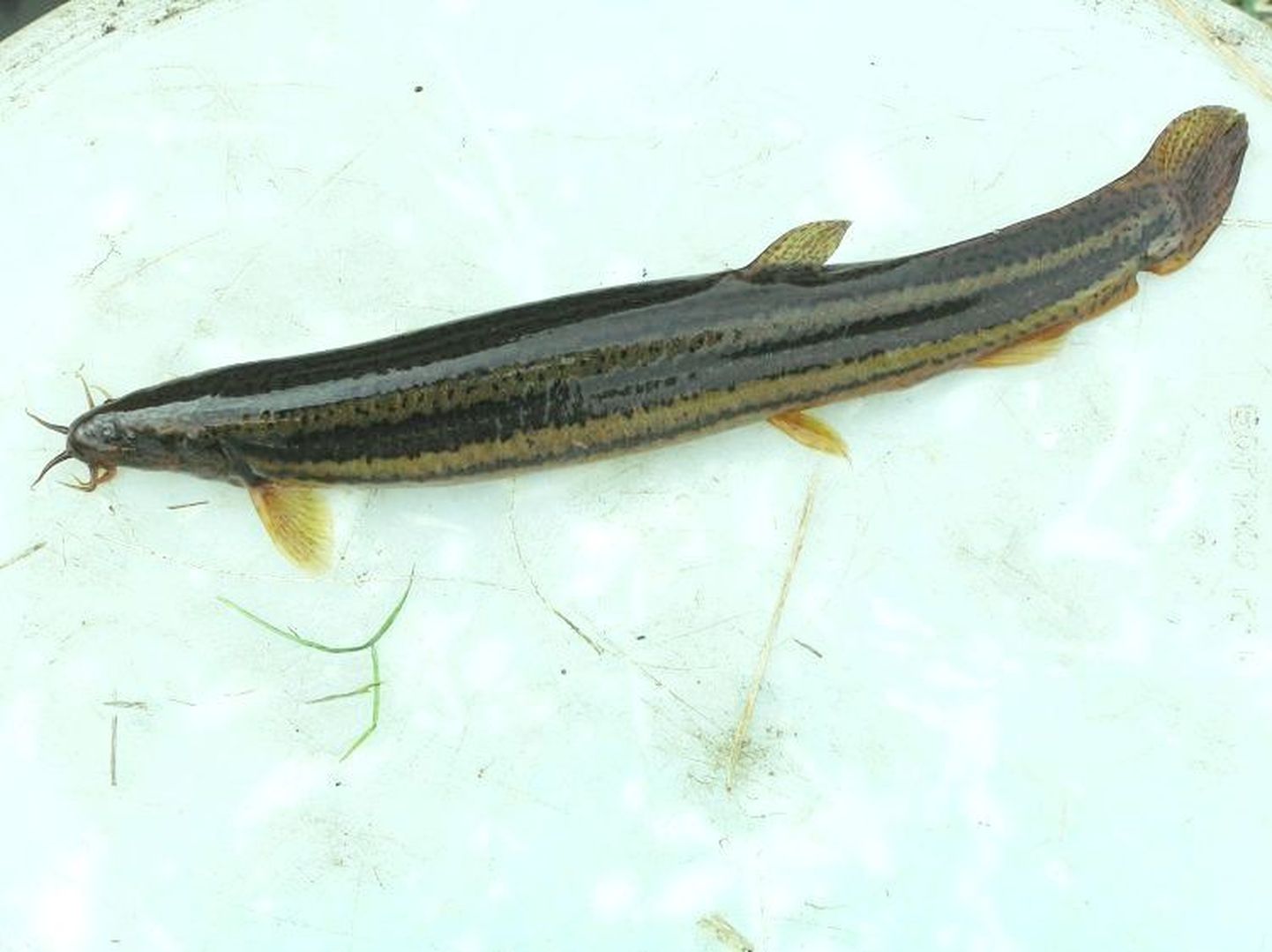 Pärnumaal Saulepi all laupäeval võrku jäänud vingerjas on teadaolevalt selle liigi teine registreeritud leid Pärnu lahest. Foto on illustreeriv.