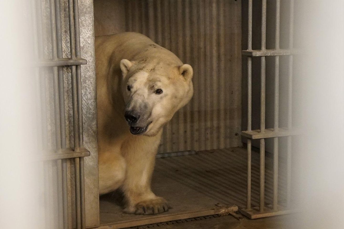 Jääkaru Rasputin siseneb pärast reisi Inglismaalt Yorkshire Wildlife’i loomapargist oma uude eluasemesse Tallinna loomaaias.