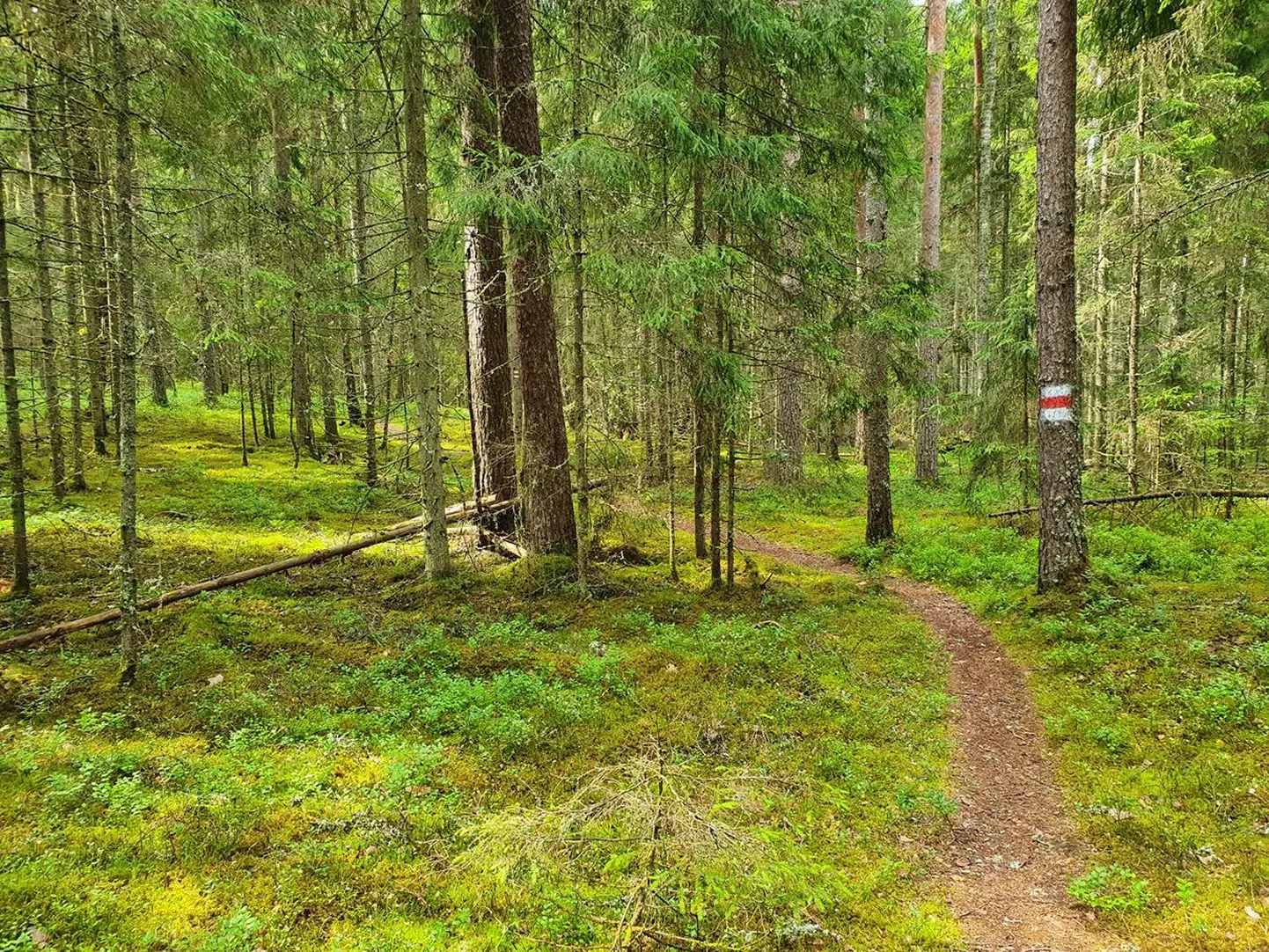 RMK matkarada Ähijärve lähedal, mida Veetka Ultra rada läbib.
