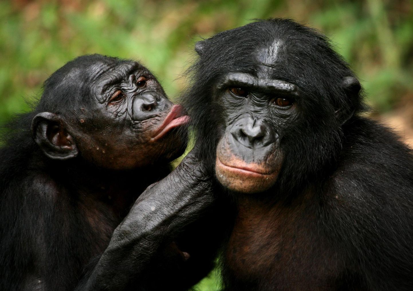 Inimese lähima sugulase kääbusšimpansi puhul on homoseksuaalne käitumine, nagu ka kõiksugune  mittemonogaamne heteroseksuaalne käitumine väga levinud.