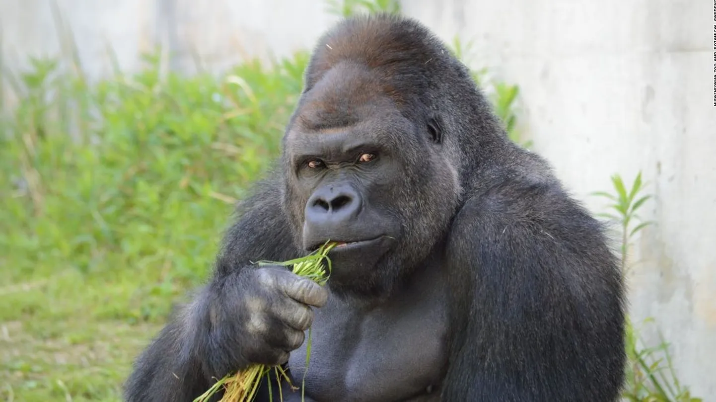 Gorilla Shabani