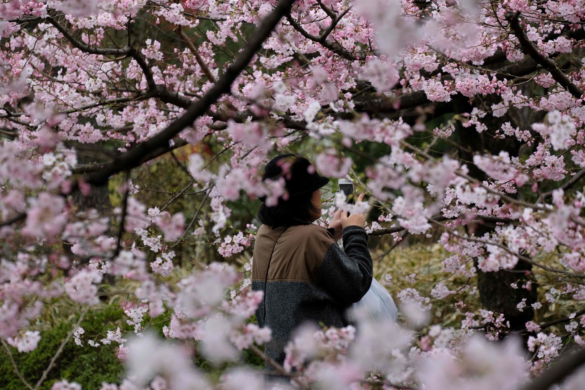 Naine 17. märtsil, 2018, tegemas pilti Tokyos õide puhkenud kirsipuudest.