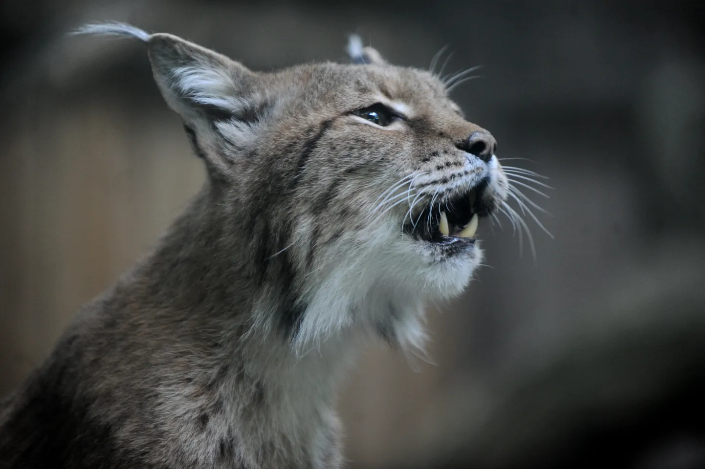 Ilves.
