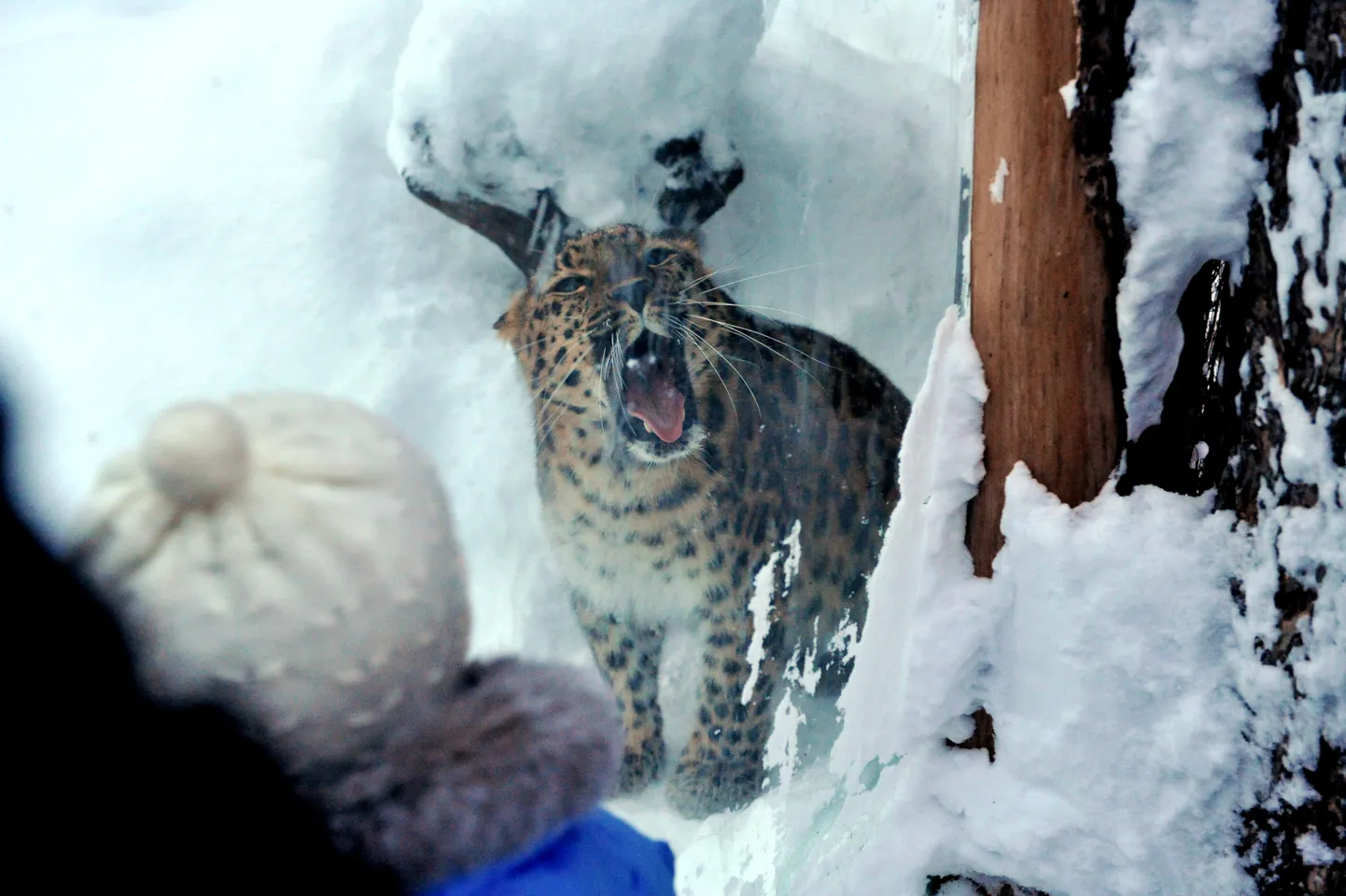 Amuuri leopard on üks neist loomadest, kelle söötmist kommentaaridega näha saab.