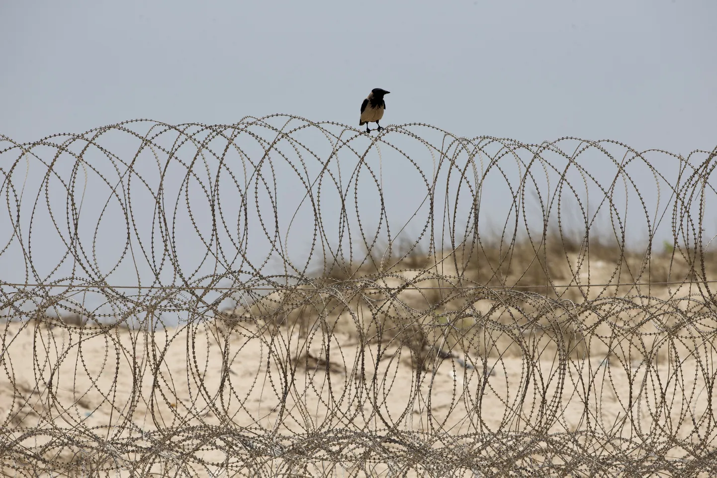 Traataed Iisraelis Zikimi rannas.