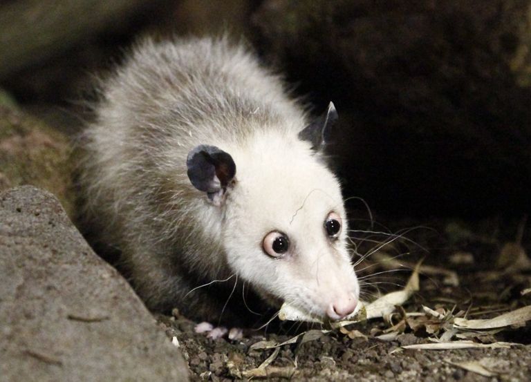 Opossum. Pilt on illustreeriv