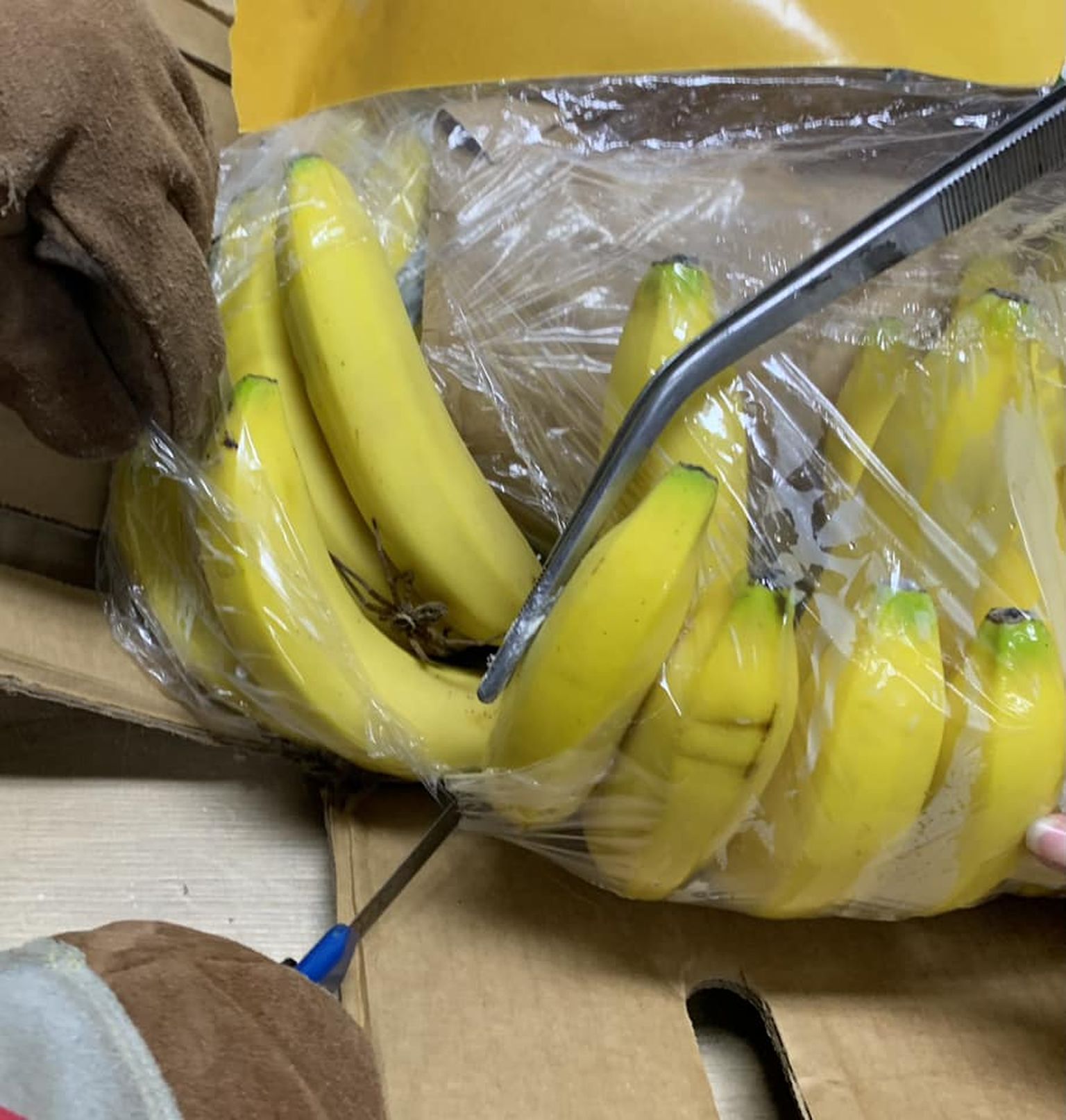 Паук в связке бананов в одном из супермаркетов Баварии