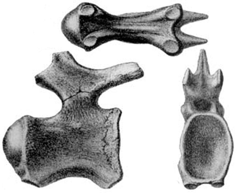 Titanozaura kauli
