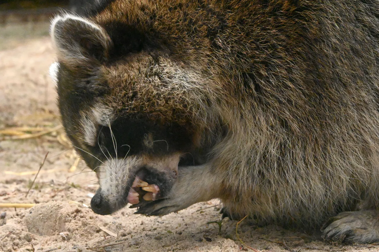 Rīgas Zooloģiskā dārza iemītnieki - jenotu puiši Jaška, Pelmenis un Cepelīns.