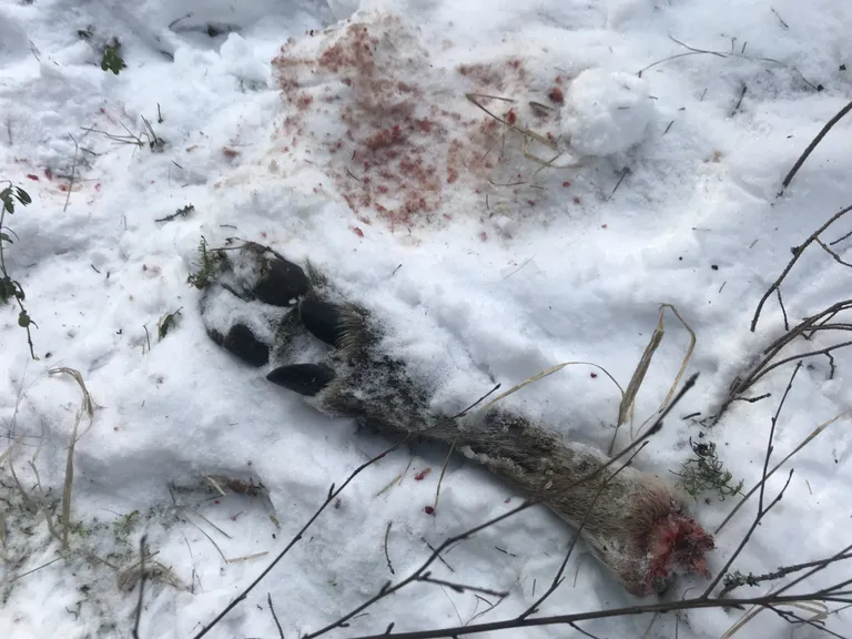 Üks kahest salakütitud põdrast Tidriku külas Lääne-Virumaal.