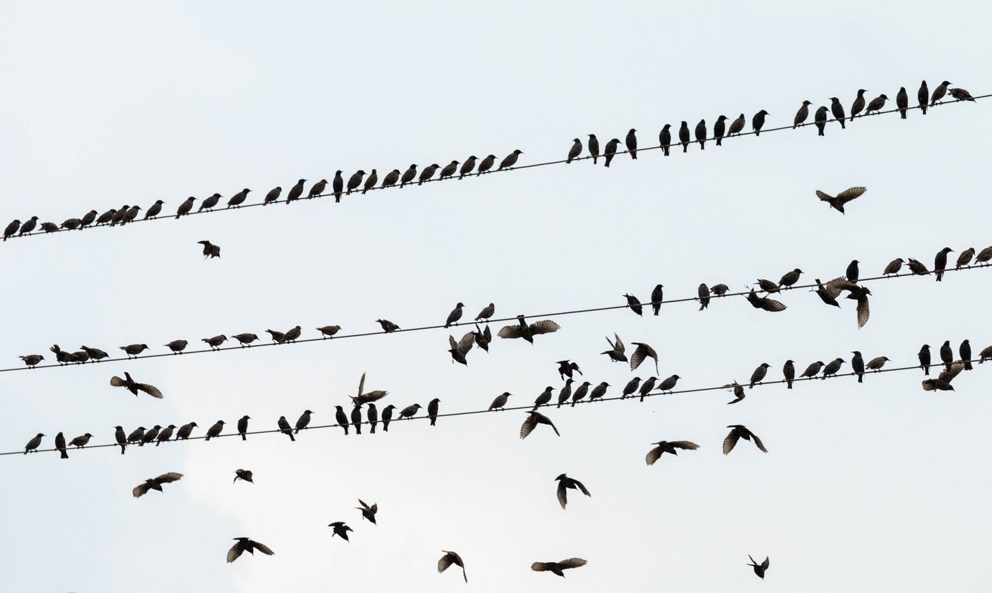Linnud kogunemas enne pikale teele asumist.
