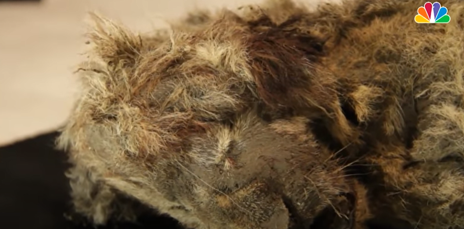 Siberi igikeltsast leti 28 000 aasta vanune koopalõvi kutsikas