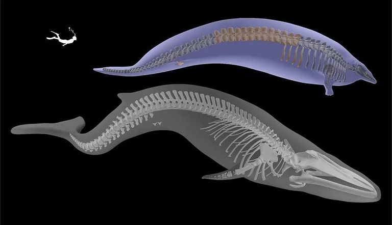 "Перуанский" кит был, вероятно, короче современного синего кита, но намного тяжелее