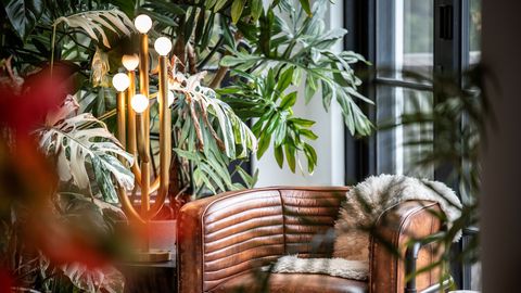 Odav ja tõhus teraapia: kuidas muuta tavaline toanurk lopsakaks oaasiks, mis ravib hinge