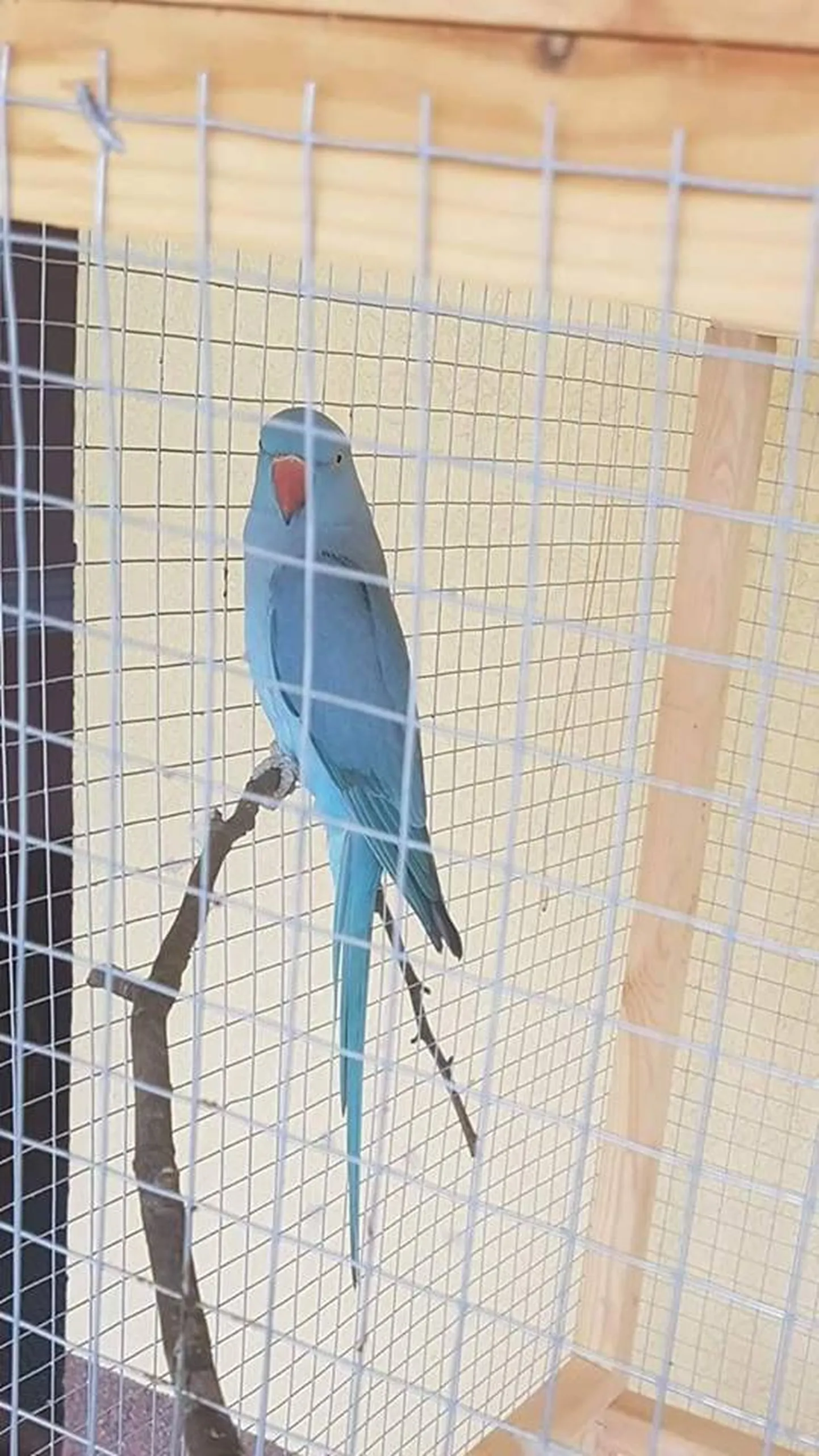 Artikli foto