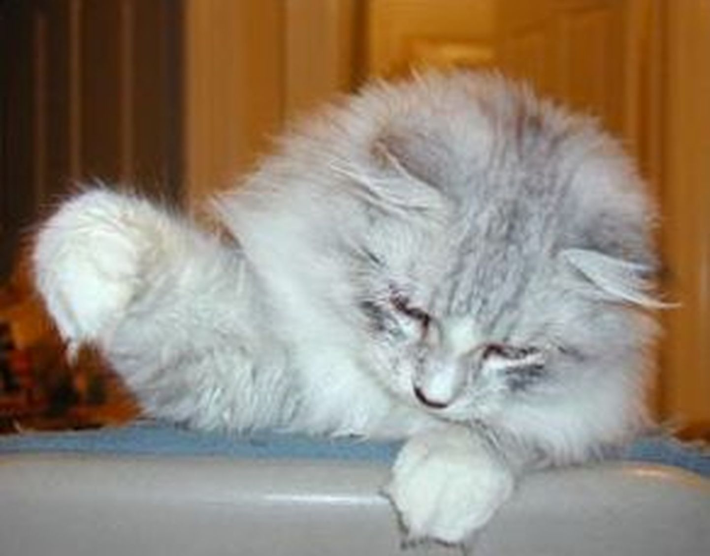 Siberi kass. Foto on illustratiivne