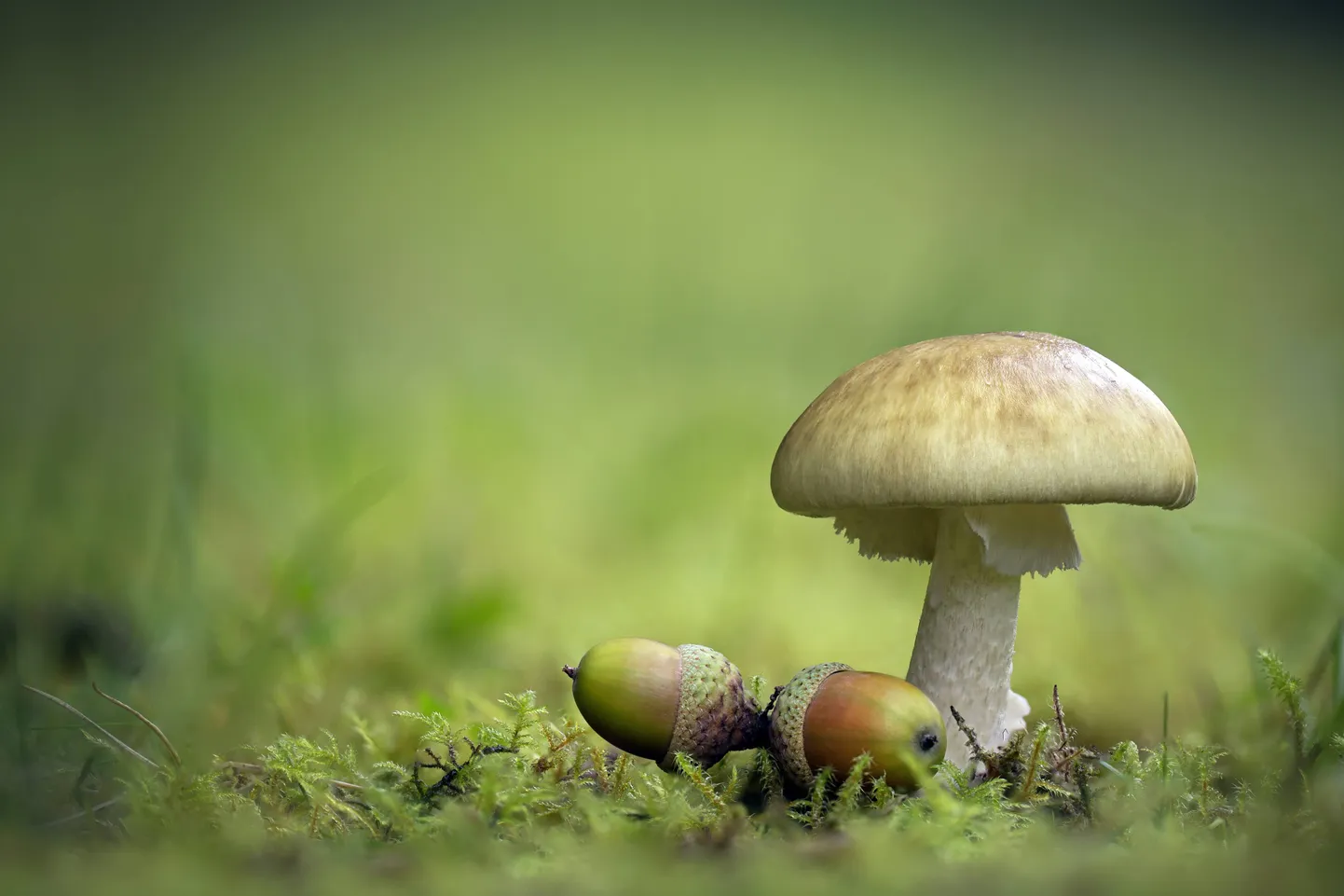 Väga mürgine roheline kärbseseen (Amanita phalloides)