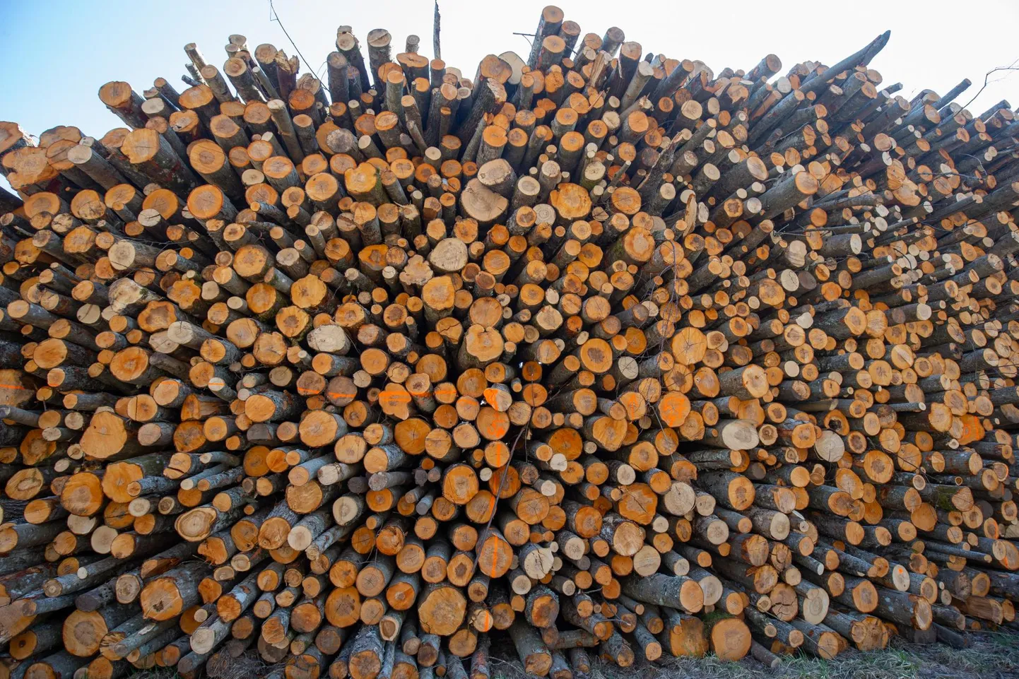 Eestis tekib igal aastal üle miljoni tonni puidu jäätmeid, mida kasutatakse enamasti kütteks.