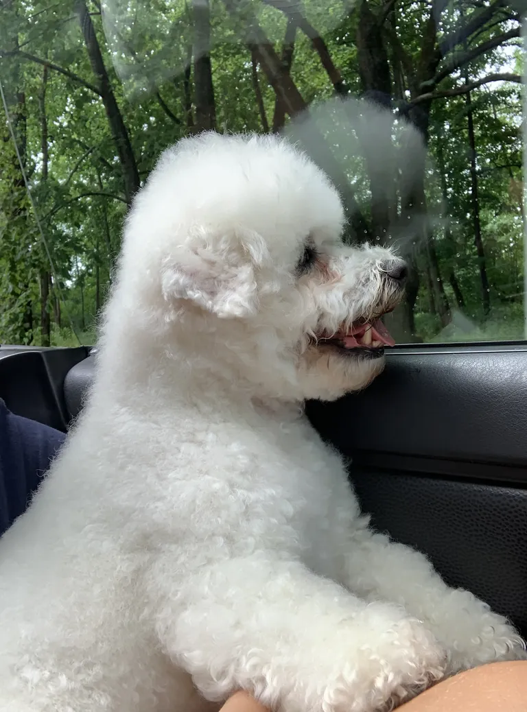 Just seitsmeaastaseks saanud bichon frisé tõugu Betty naudib suve veetmist oma perega ning igale poole kaasa reisimist. Betty oskab alati oma peret rõõmustada ning iga hetke oluliseks ja meeldejäävaks muuta. Ta armastab suvel maakodus mööda põlde ringi joosta ning tunda vabadust.
