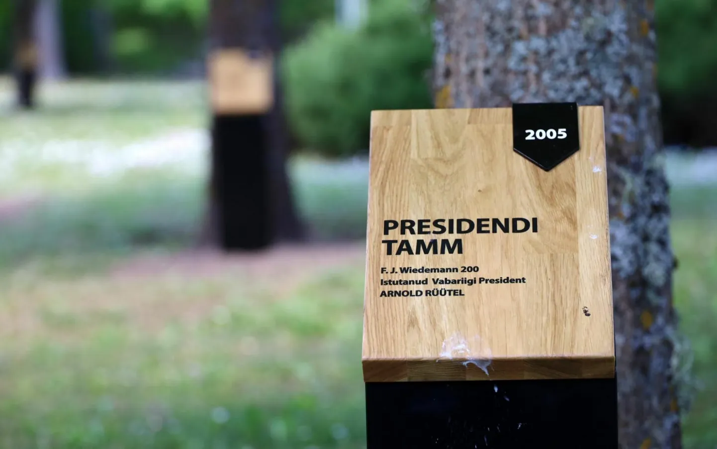 Väike-Maarja keeletammik. Esiplaanil on president Arnold Rüütli istutatud tamm.