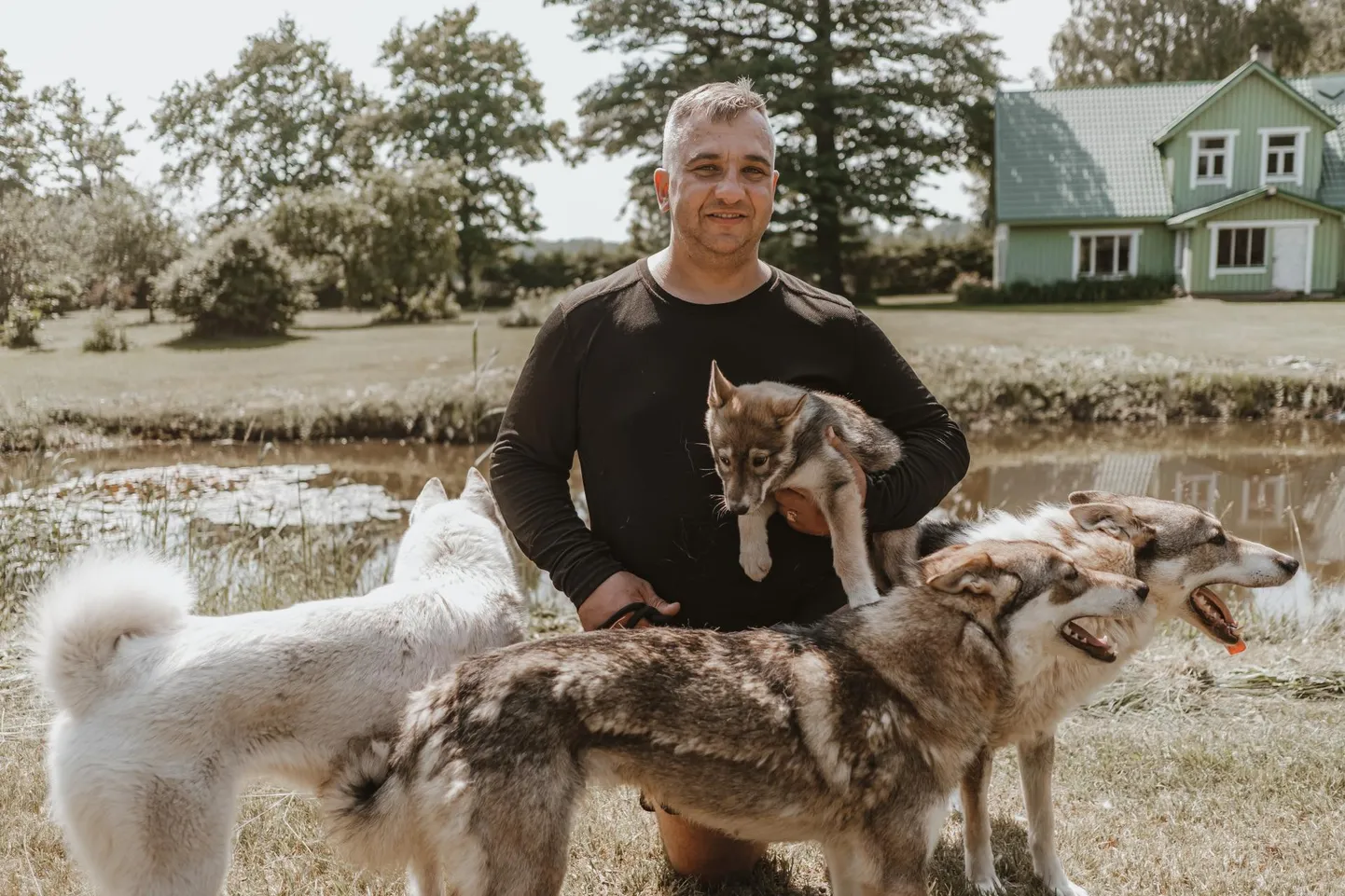 Lääne-Siberi laikade kasukate värv varieerub, nende jahikoerte kasvatamisele on pühendunud MTÜ Eesti Jahikoerte Tõuühingu juhatuse esimees Tõnu Väli.