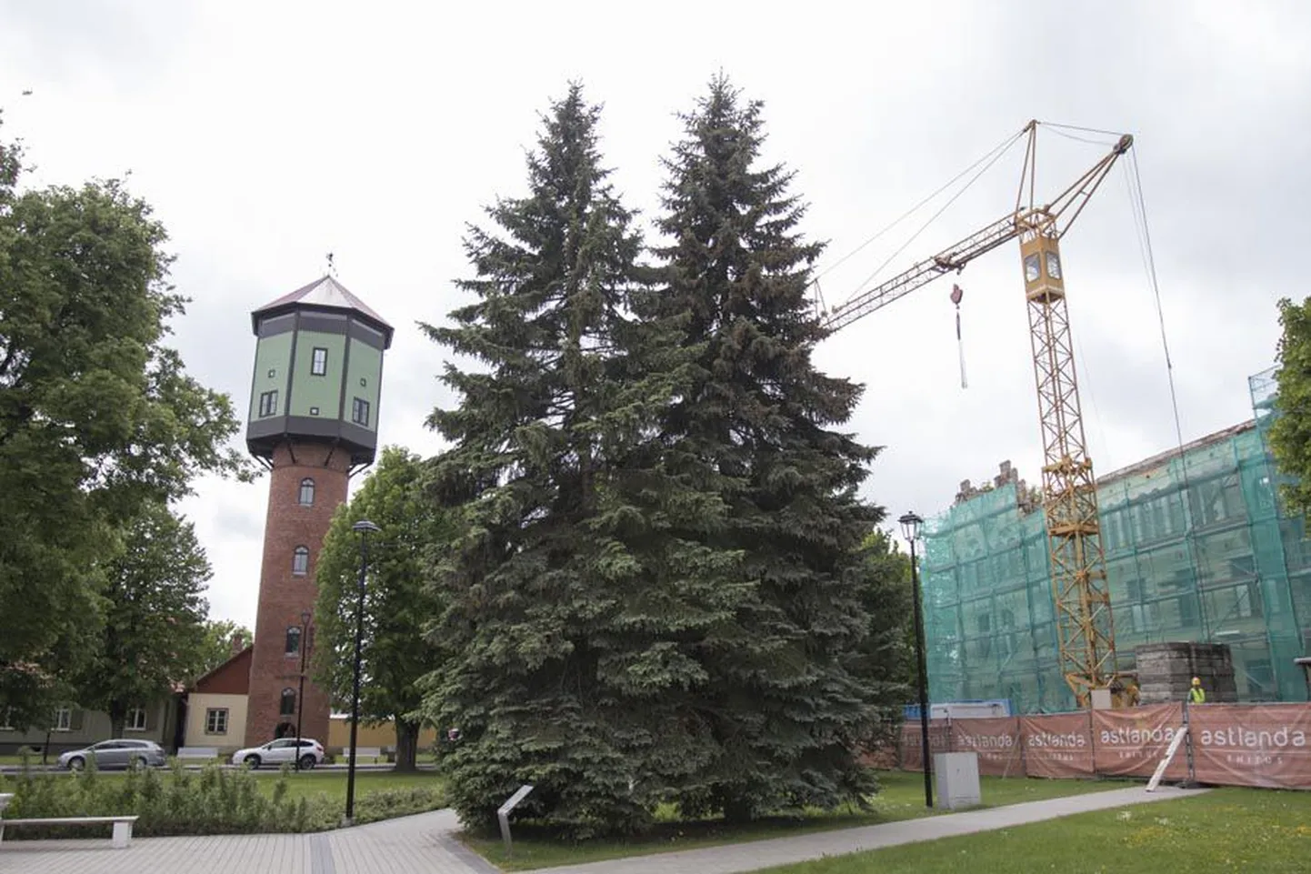Need kokkukasvanud hõbedased kuused on peagi minevik, sest linn sai riigilt lipuväljaku korrastamiseks toetust ja soovib sillutist laiendada, kuid puud jäävad ette.