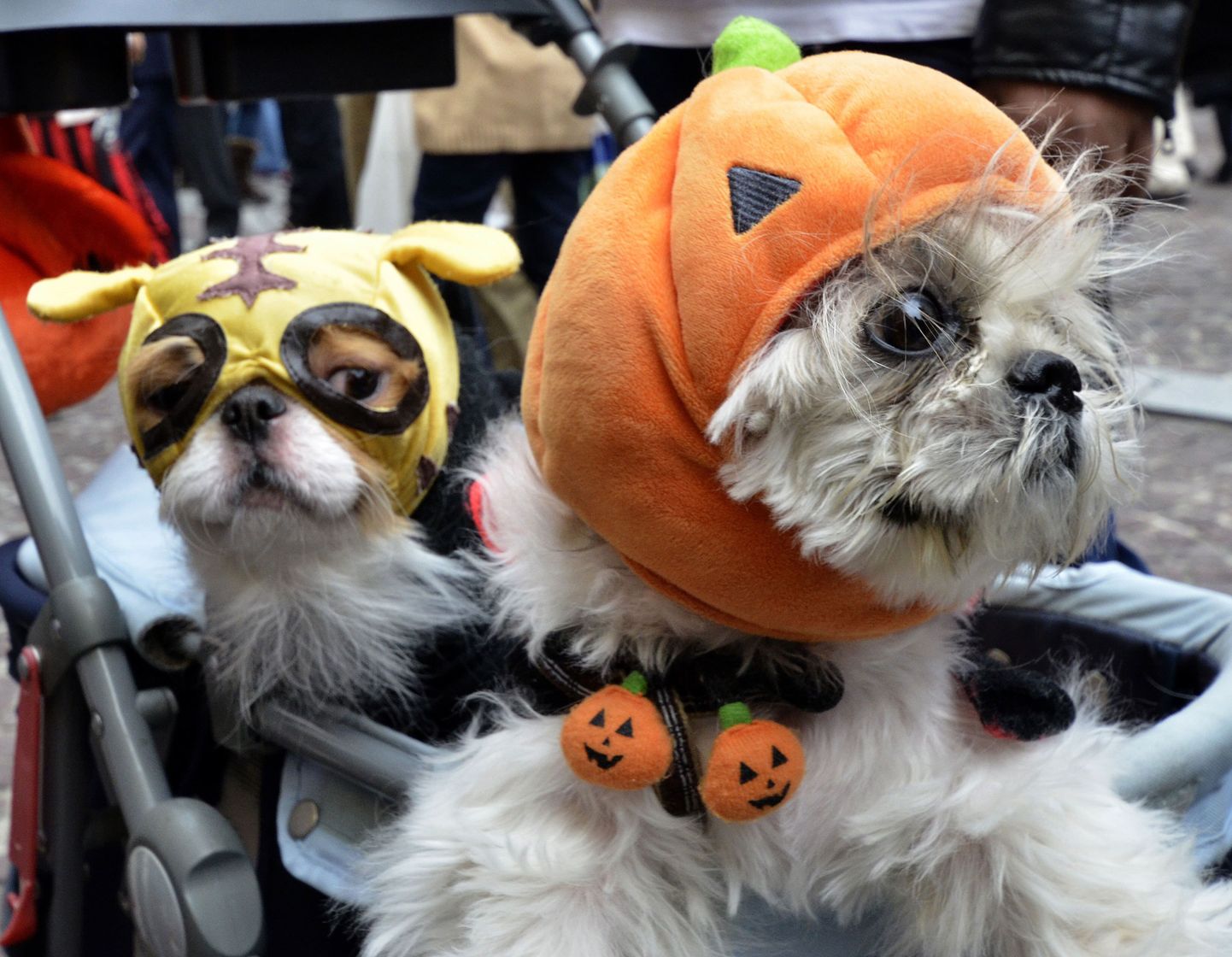 Halloween`i kostüümides koerad Tokyo eeslinnas Kawasakis