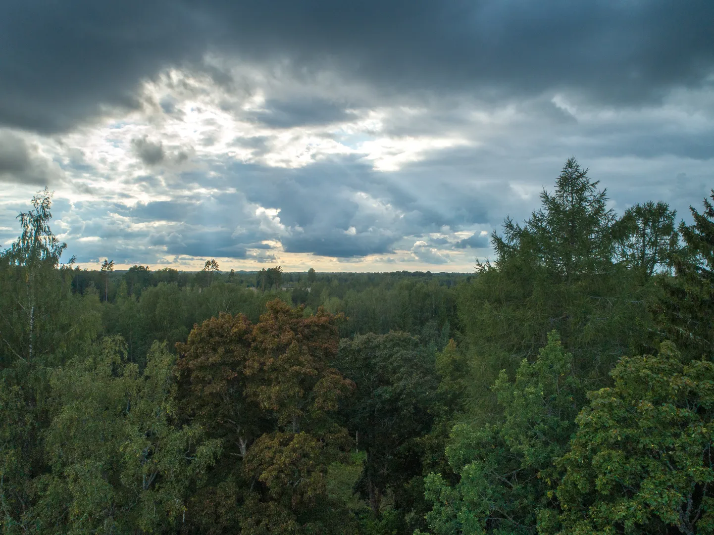 Eestimaa taevas.