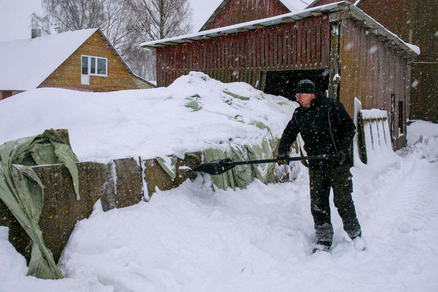 Lääne-Virumaal Viru-Nigula vallas tegutseva osaühingu Aasukalda Farm asutaja Kalev Tauer üritab silopallikilehunnikut lumest välja puhastada. 