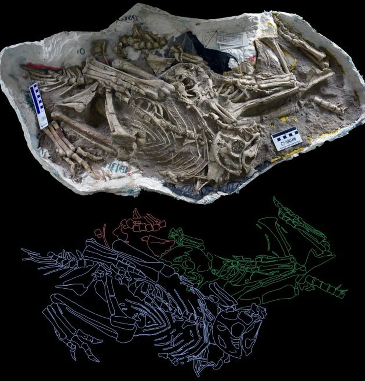 Kolm üksteise kaisus magavat dinosaurust.