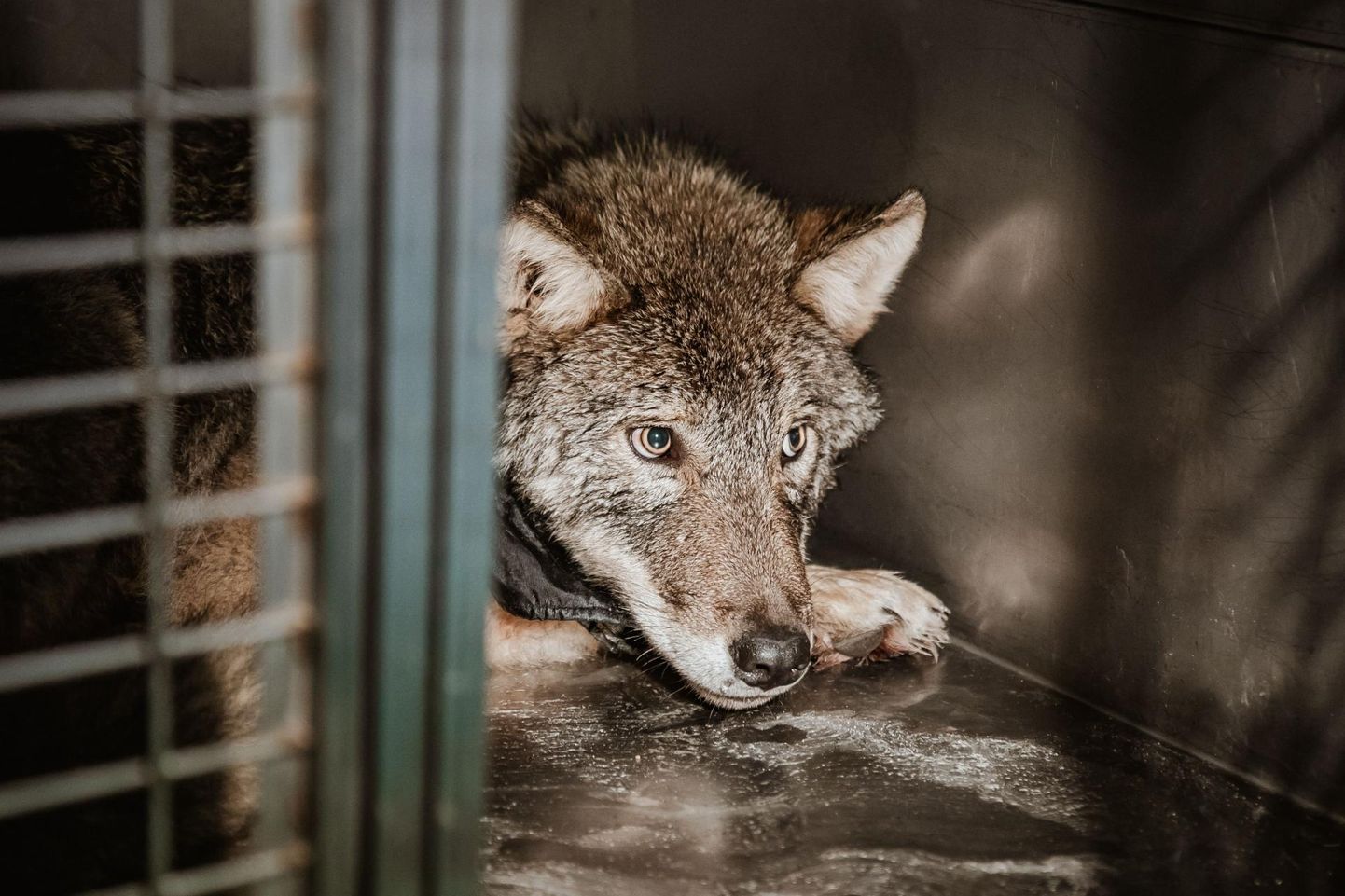 Wolf famously rescued in February from the icy waters.