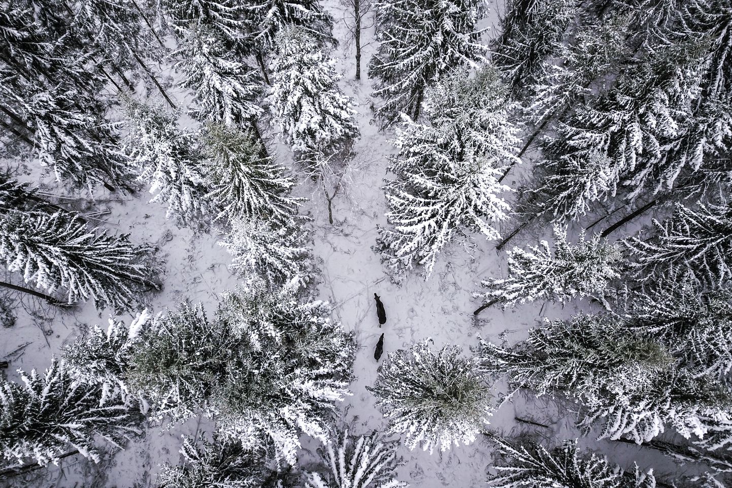 Esialgu paistab lihtne: lendad drooniga metsa kohale ja vaatad, kus loomad on. Tegelikult on neid maastikul väikselt ekraanilt keeruline eristada. Talvises metsasalus on näha kaks põtra, kes andsid endast enne drooni õhkutõusu märku värske jäljereaga.