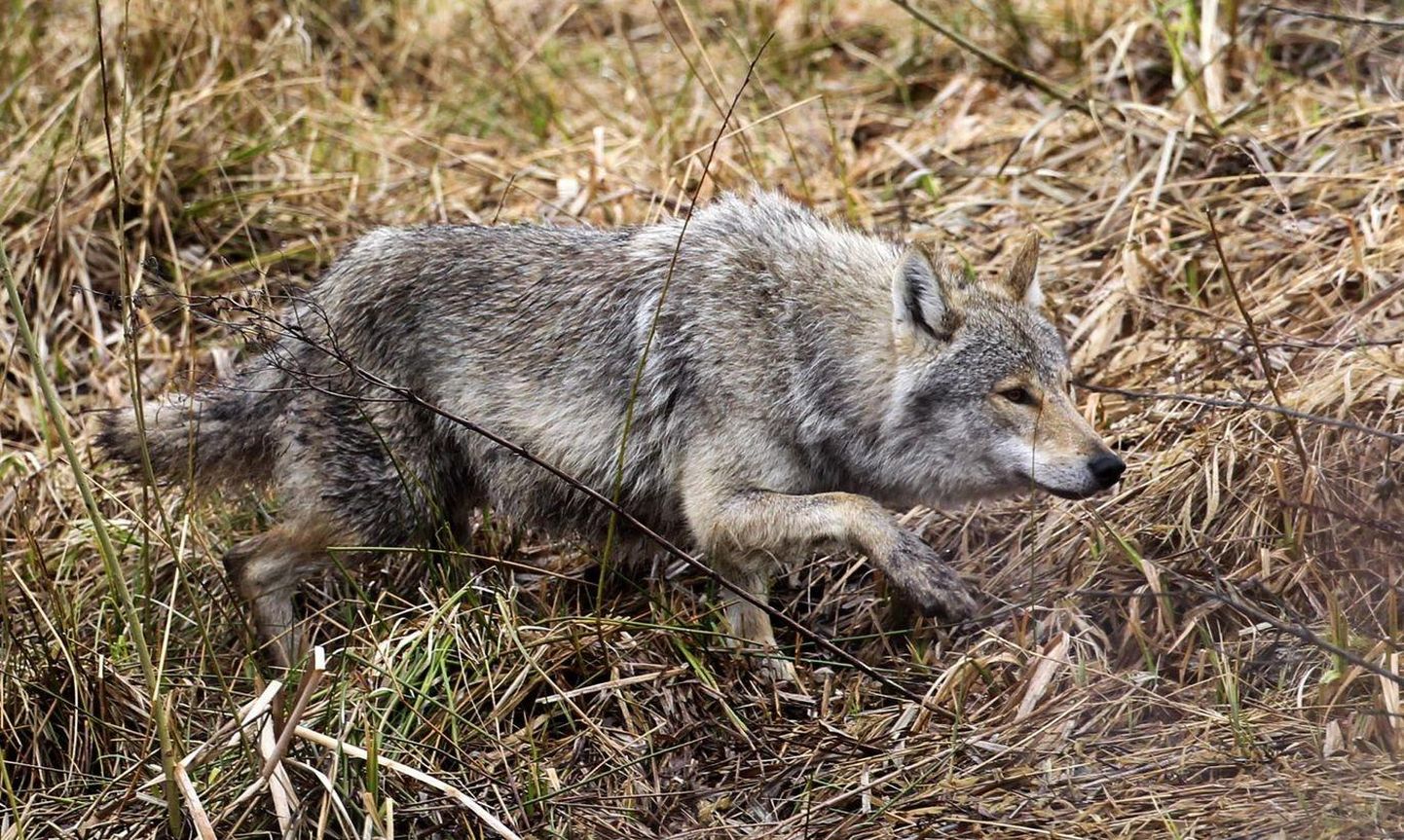 Koonga jahipiirkonnas elab juba mitu aastat vähemalt üks suur hundikari, samuti liiguvad seal üksikud ja paaris isendid.