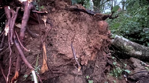 VIDEO ⟩ Lätis tuli tormis murdunud puu alt välja pealuud