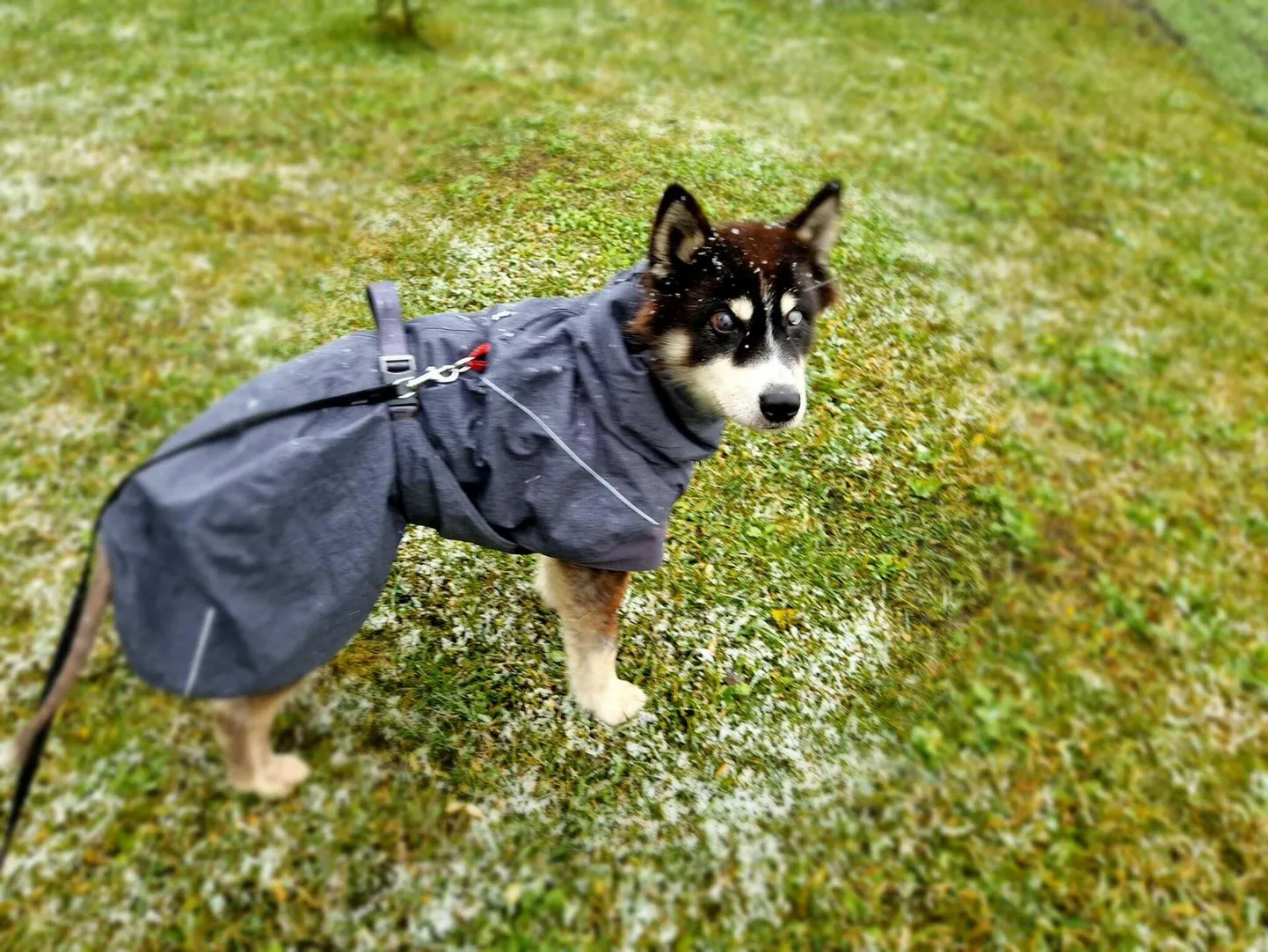 Hassu räsitud karv juba uueneb, aga nägijaks ei saa ta enam kunagi.